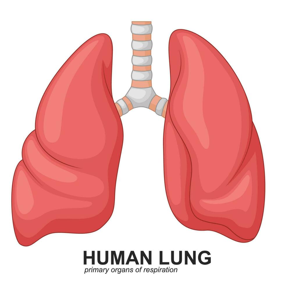 Human Lungs Respiratory Cartoon, Vector Illustration