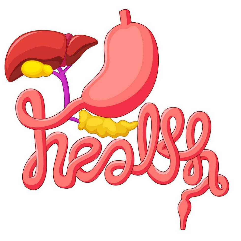 salud Campaña símbolo humano digestivo sistema, vector ilustración