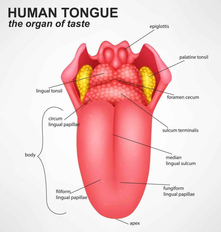 Realistic Human Tongue Structure, Vector Illustration