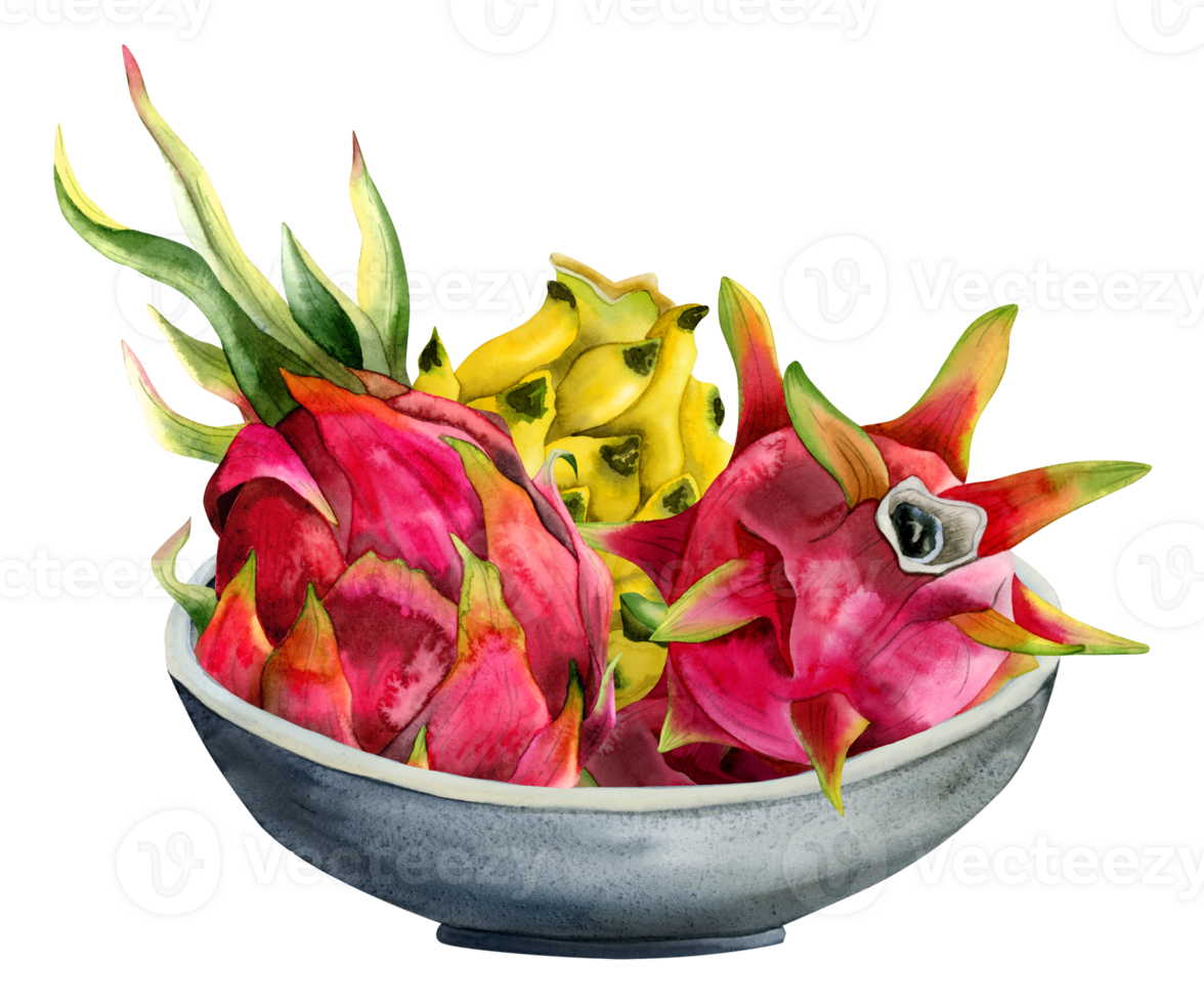 Watercolor red pink and yellow dragon fruits harvest in grey ceramic bowl illustration. Pitaya exotic tropical Asian food designs png