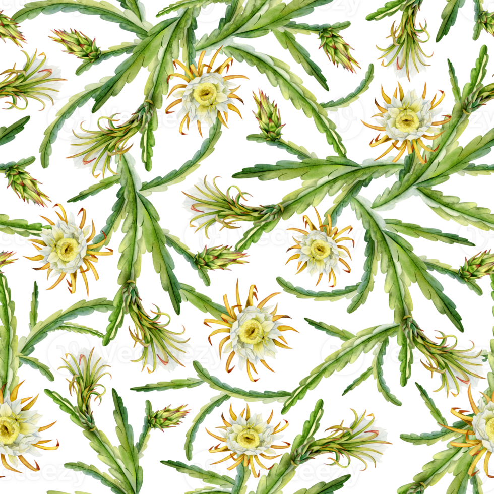 Blooming cactus branches with flowers and buds watercolor seamless pattern. Realistic botanical drawing of flowering exotic dragon fruit for summer tropical prints and fabrics png