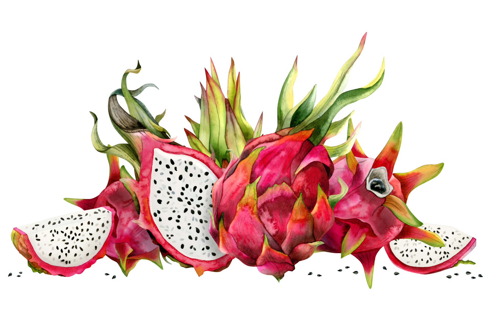Red dragon fruits whole and half pitahaya with slices and green leaves