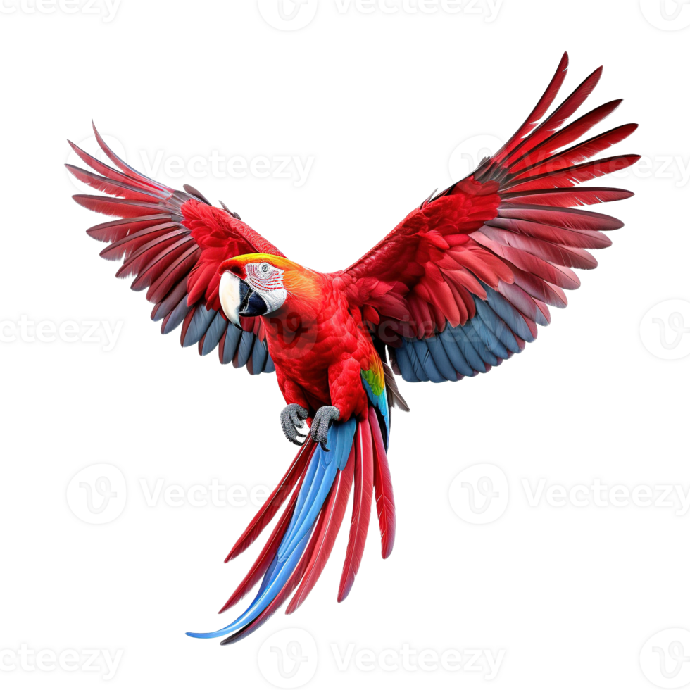 Scarlet macaw parrot flying png