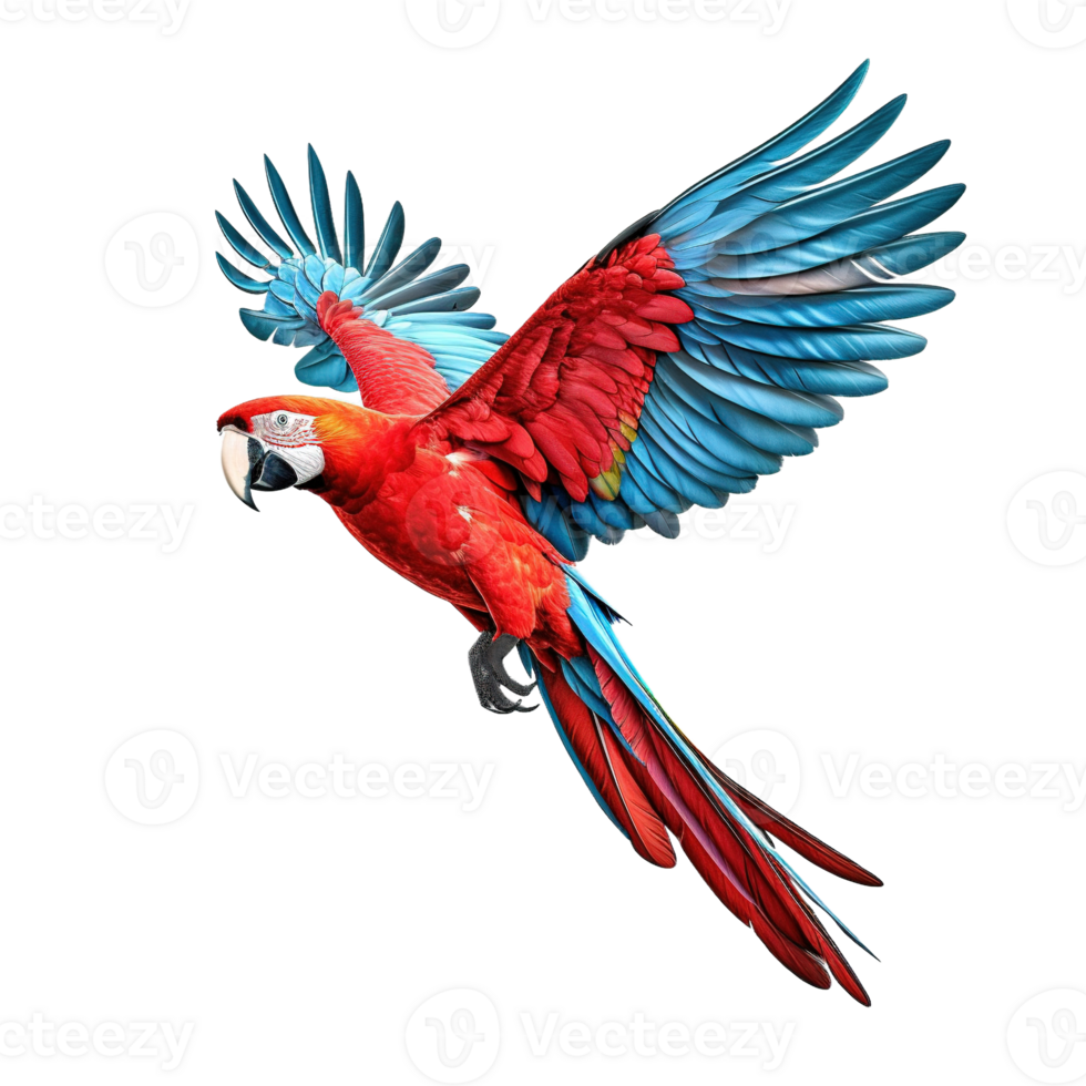 Scarlet macaw parrot flying png