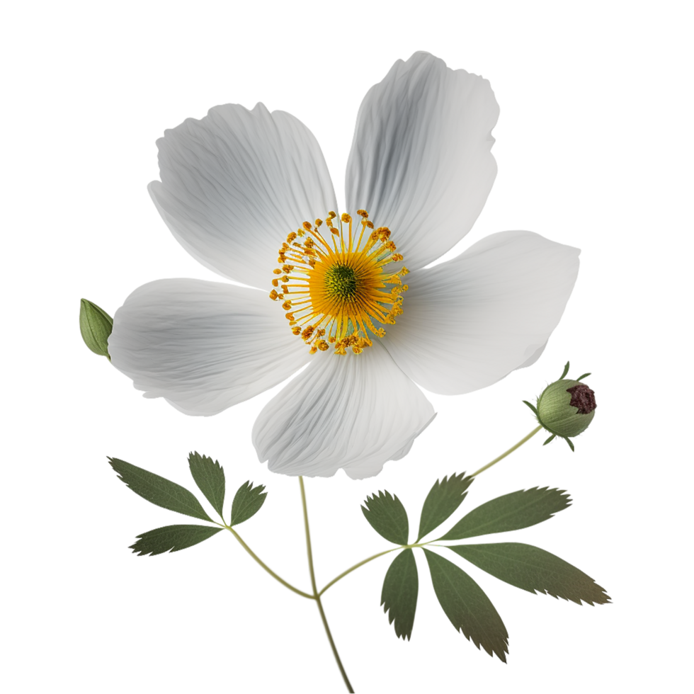 flor png, flor com transparente fundo ai gerado png