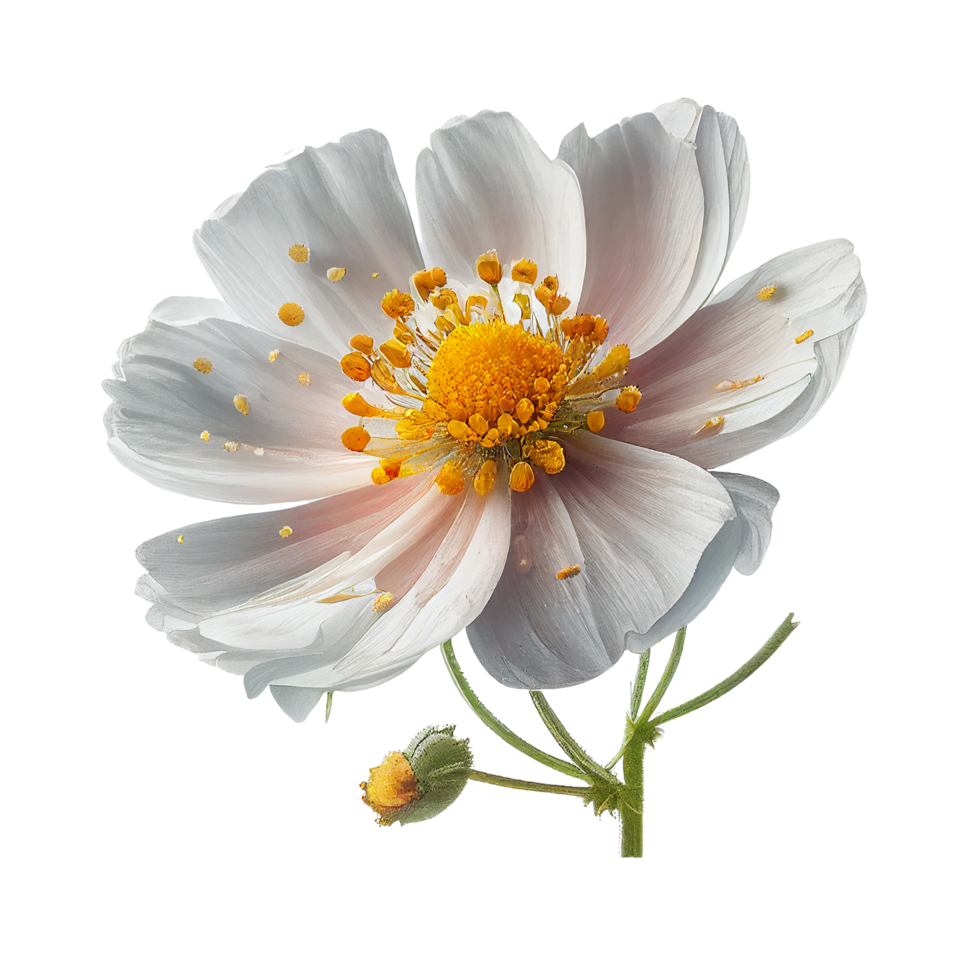 Flower , Flower with transparent background png