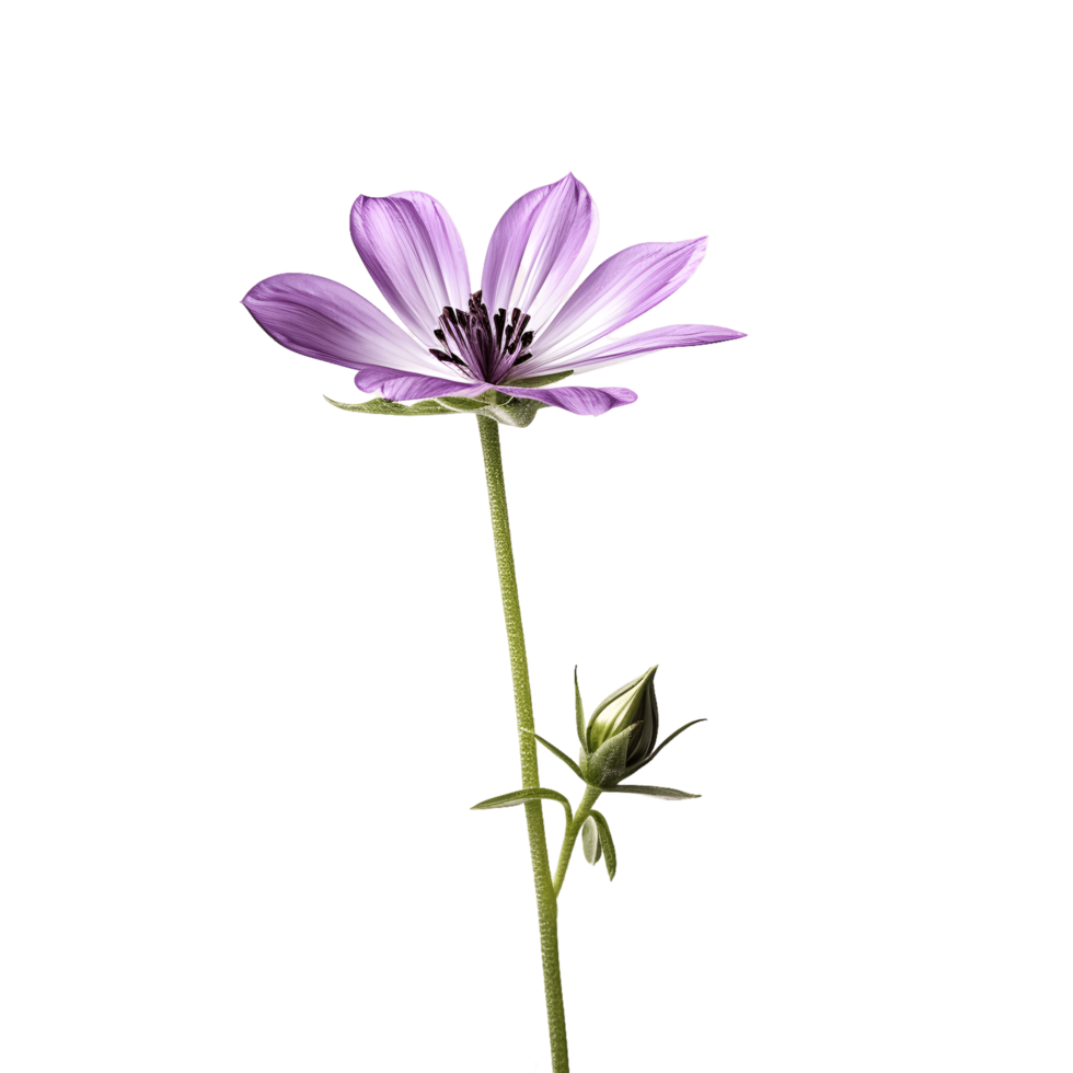 cosmos flor isolado em transparente fundo recortar. generativo ai png