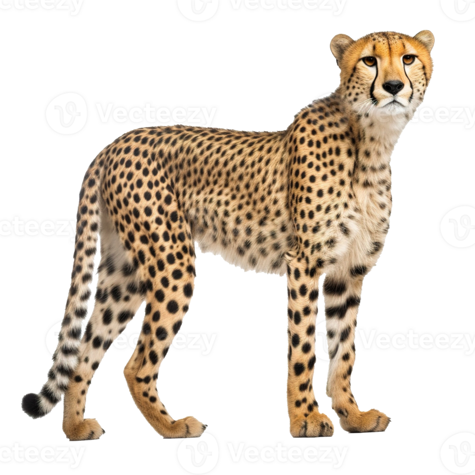 Cheetah isolated on Transparent background, generate ai png