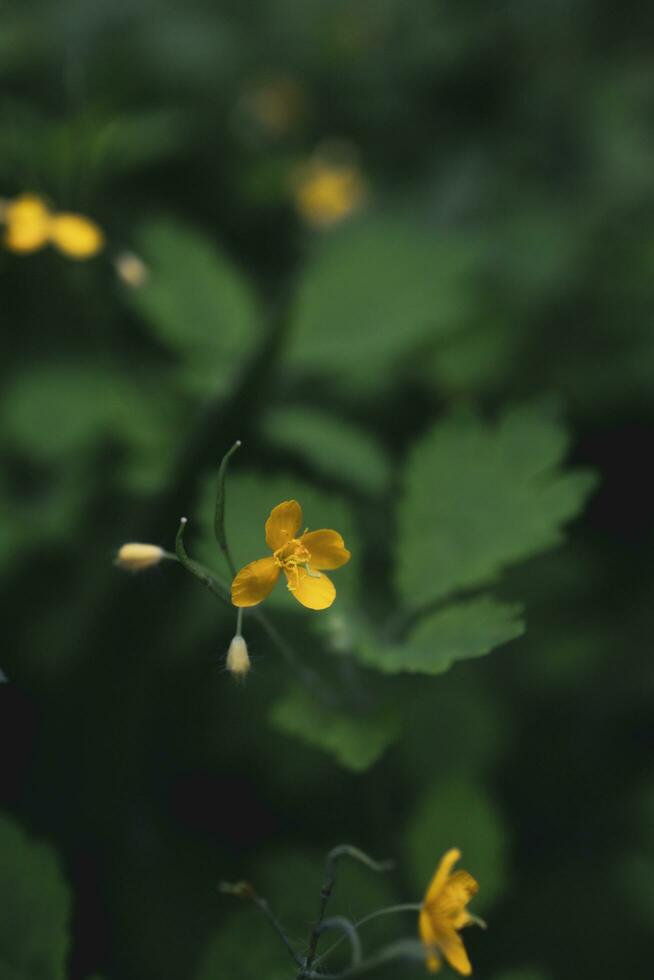 close up of yellow flowers photo