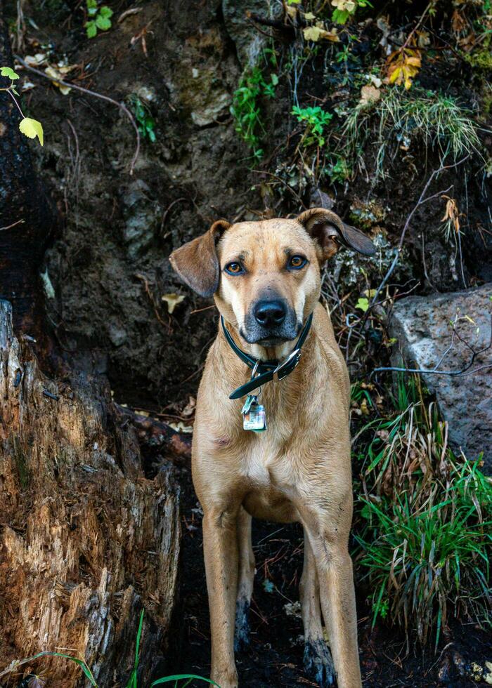 Cute dog near a waterfall in Oregon photo