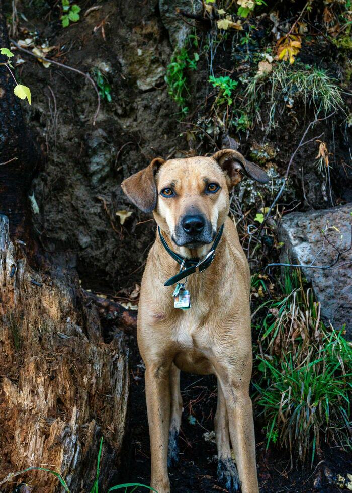 linda perro cerca un cascada en Oregón foto