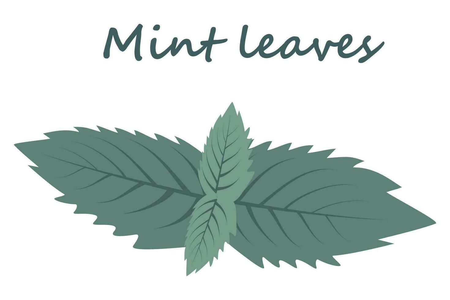 Mint leaves in trendy shades with lettering on a transparent background. Sticker. Icon. Isolate. EPS vector