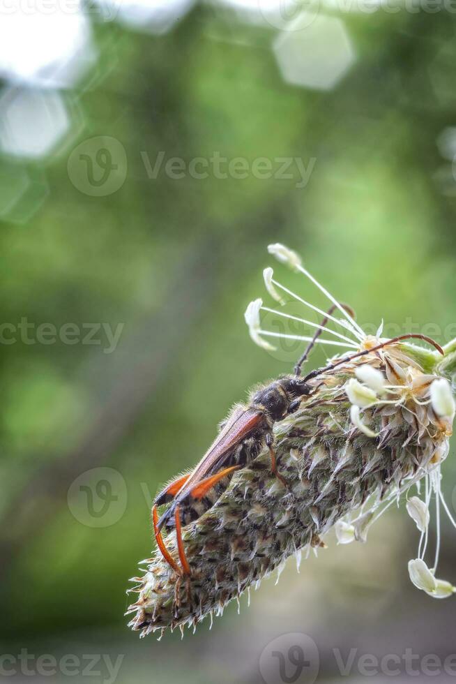 Beautiful small bug sitting on the flower head. Vertical view photo