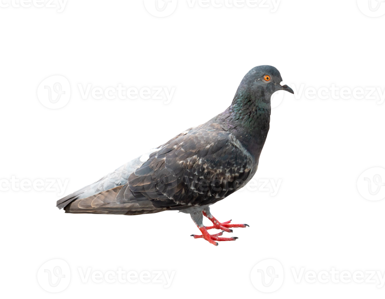 Single wild pigeon standing isolated with clipping path in png file format.