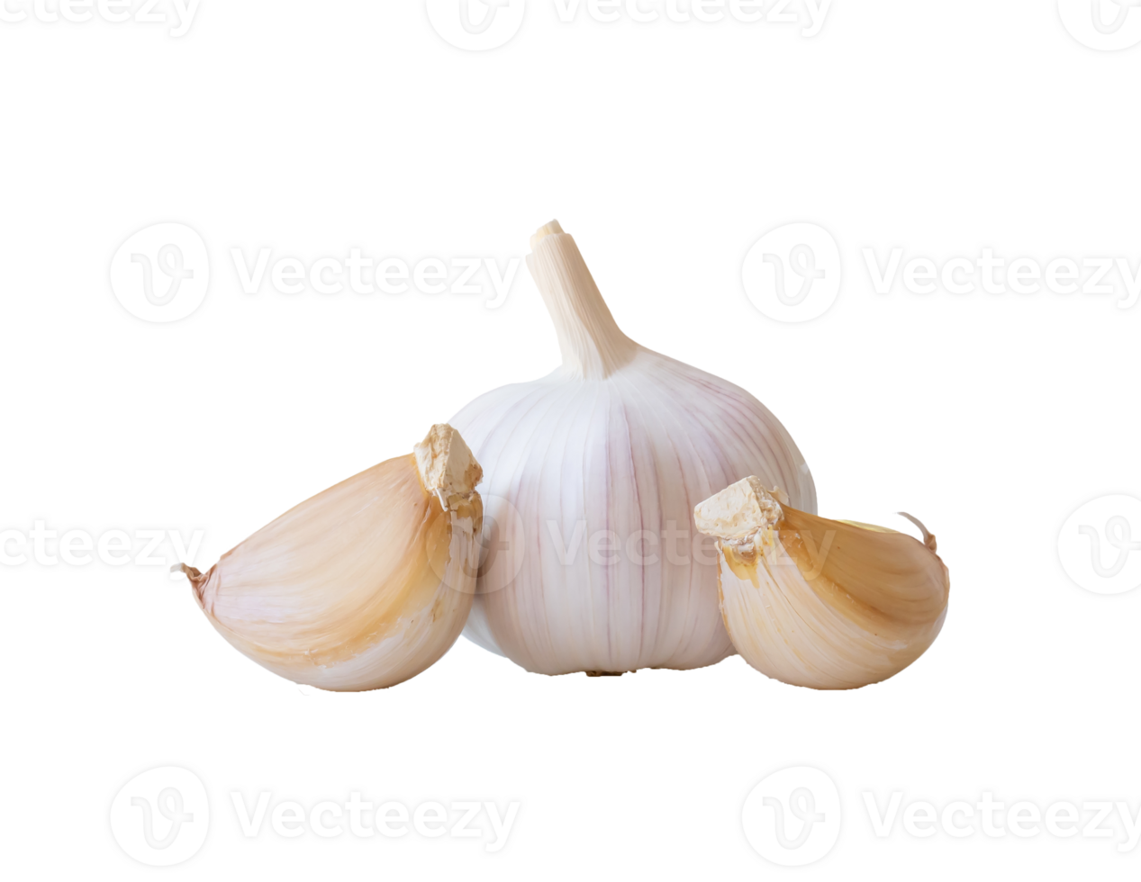 Single fresh white garlic bulb with segments isolated with clipping path in png file format, Thai herb is great for healing several severe diseases, heart attack, Hyperlipidemia