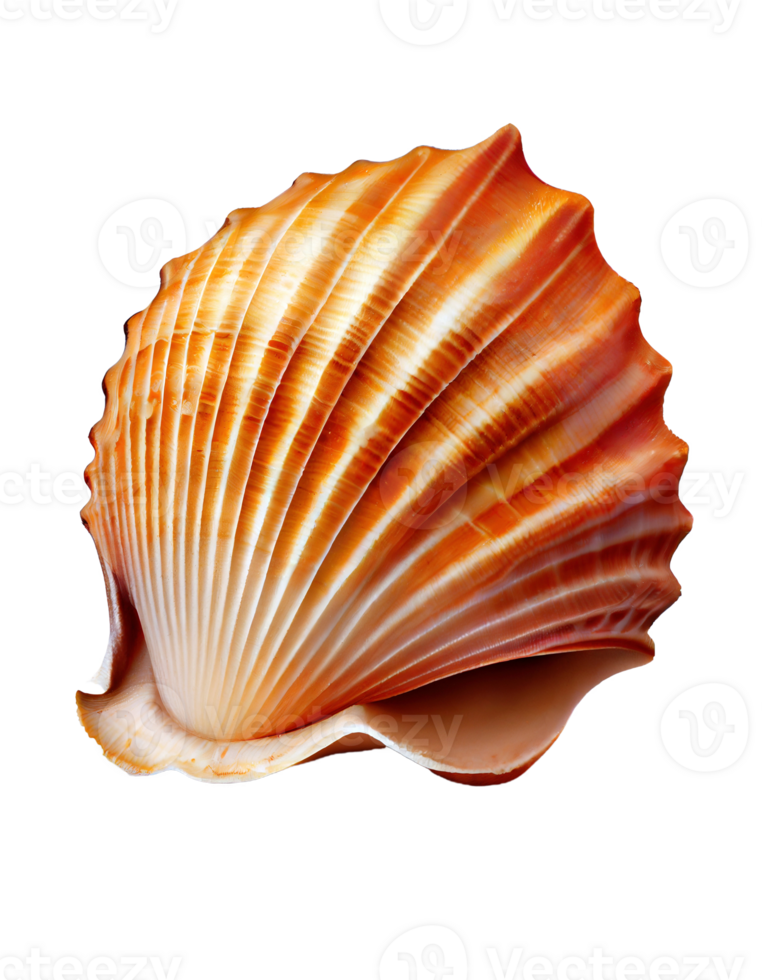 Seashell on transparent background, created with png