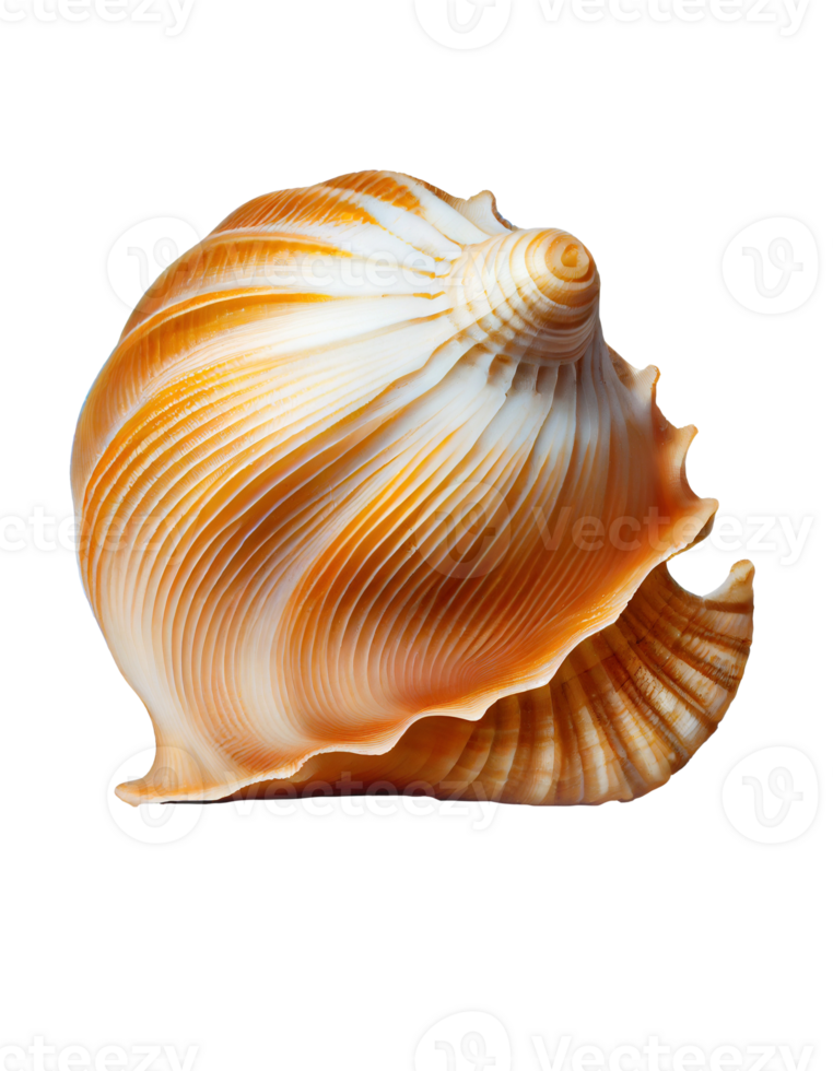 Seashell on transparent background, created with png