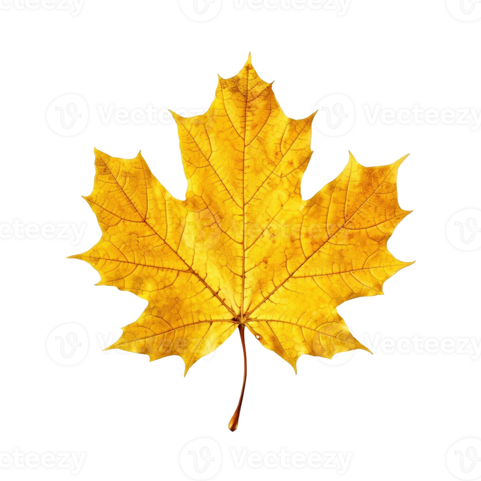 Yellow maple leaf isolated on transparent background, created with png