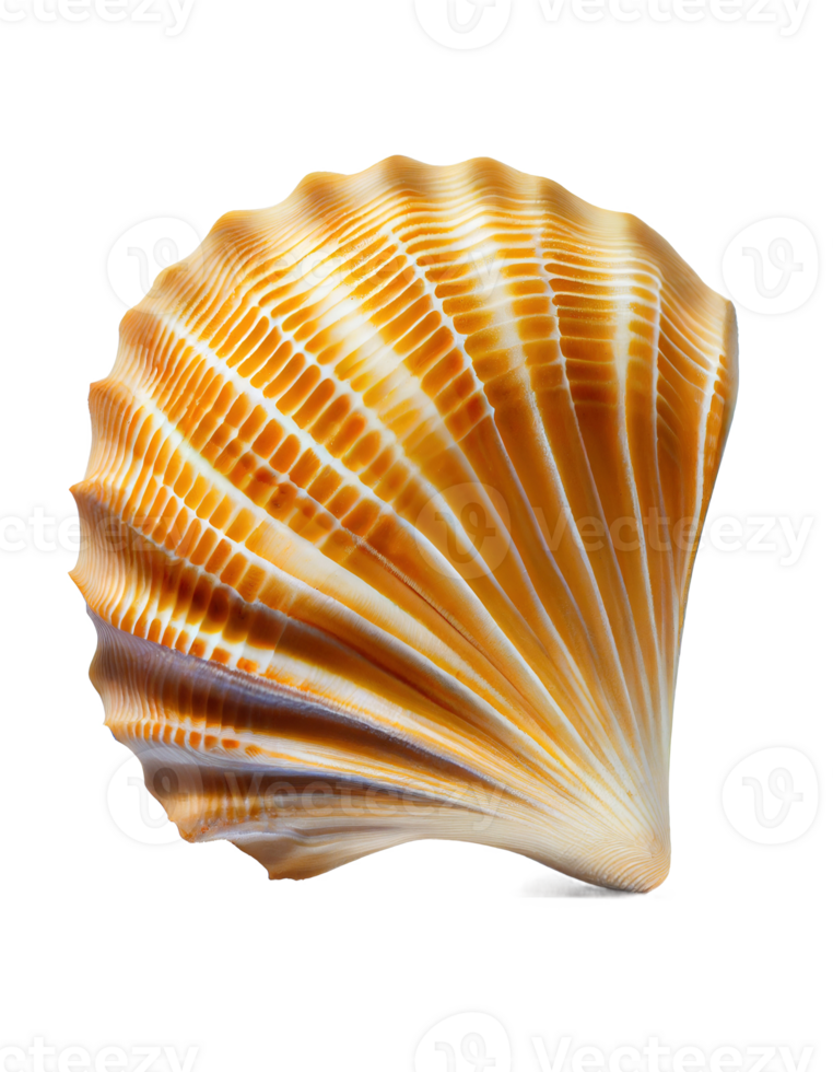 Seashell on transparent background, created with png