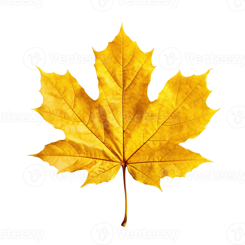 Yellow maple leaf isolated on transparent background, created with png