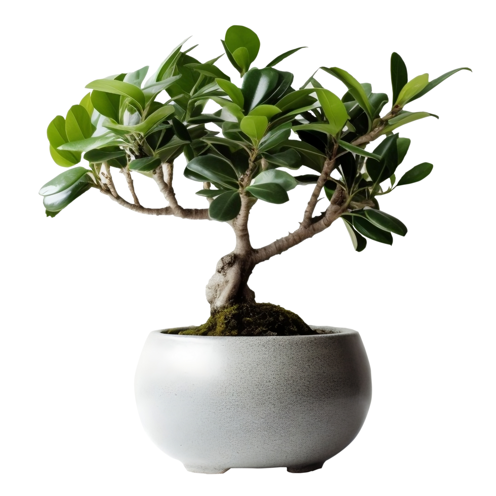 Potted Ficus Tree png