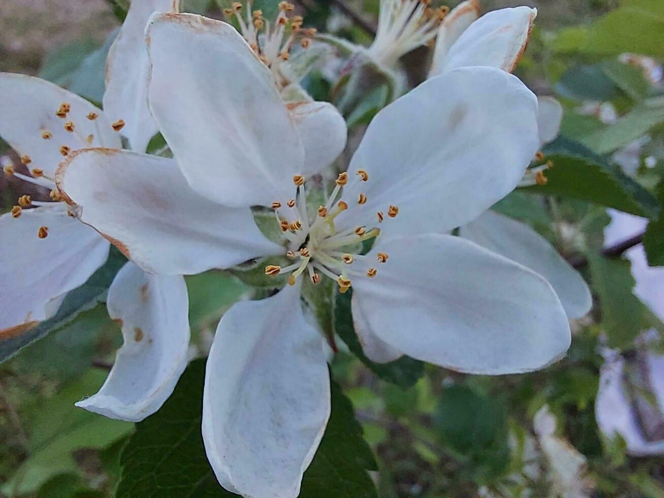 Spring flowers in the garden photo