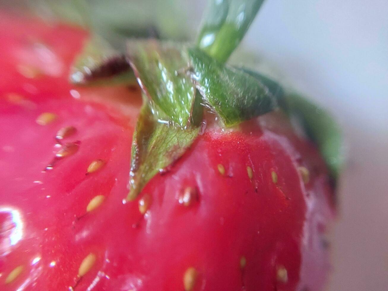 Fresh spring red large strawberry photo