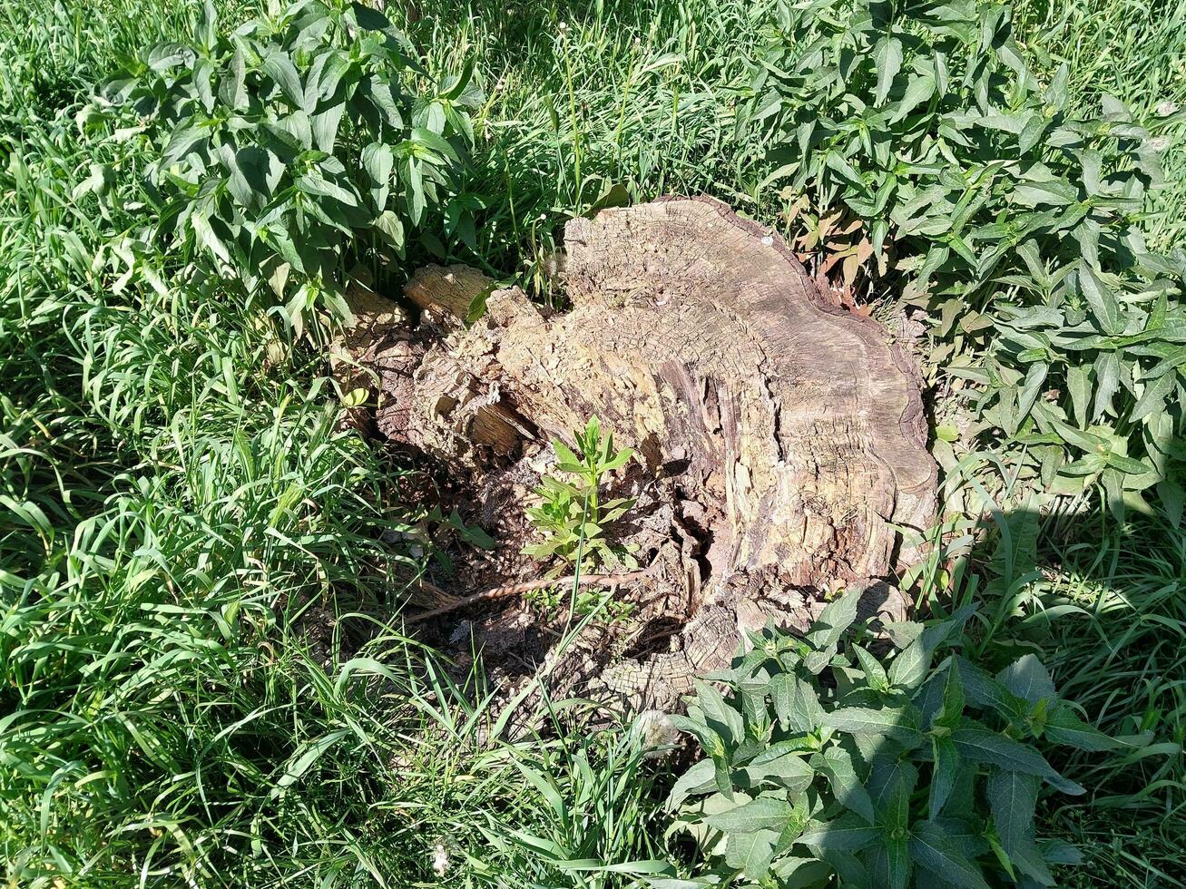 Plant bush grew in an old stump photo