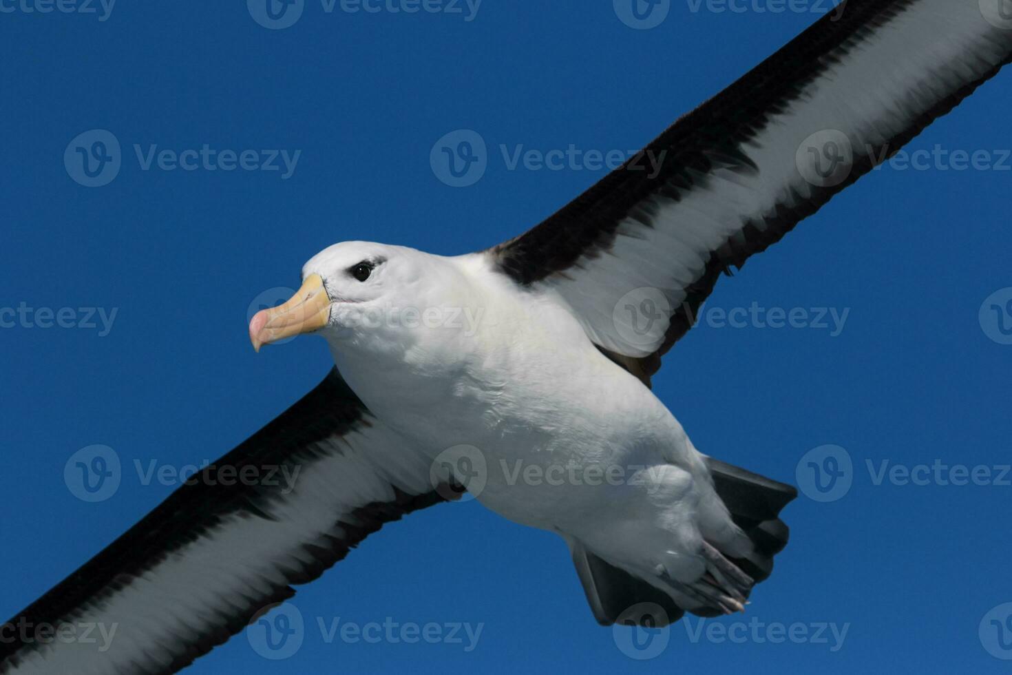 Black-browed Albatross in Australasia photo