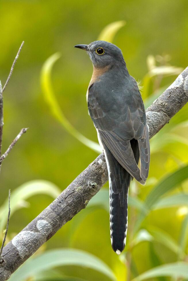 Fan-tailed Cuckoo in Australia photo