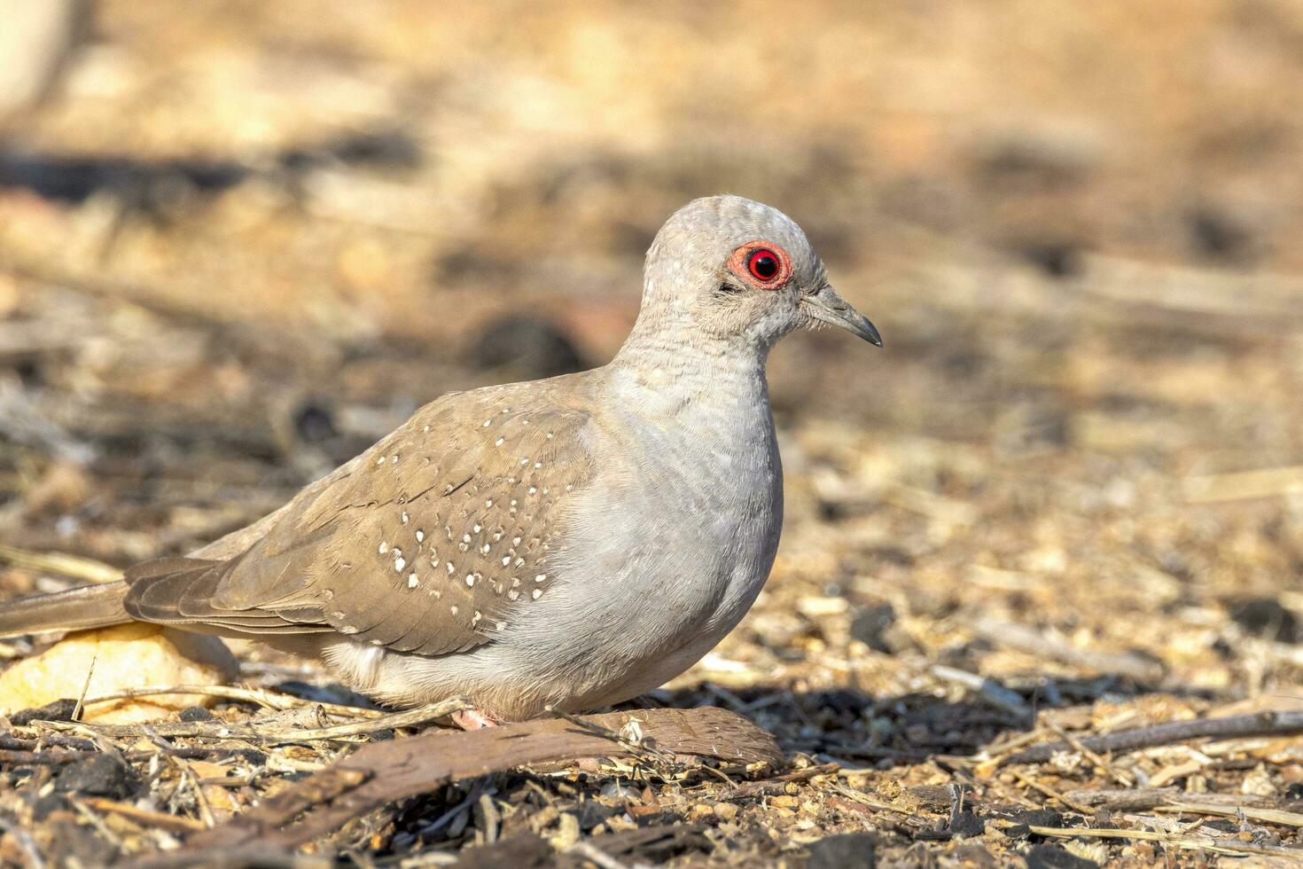 Diamond Dove in Australia photo