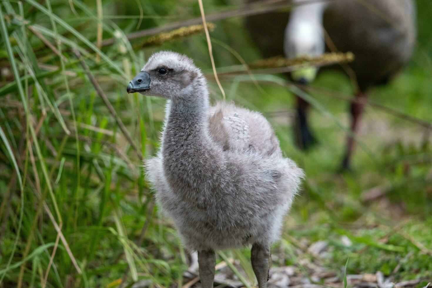 Cape Barren Goose in Australia photo