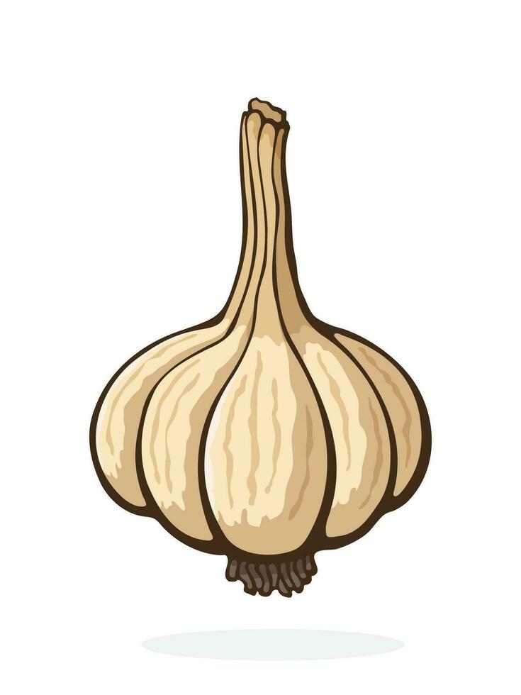 Cartoon illustration of garlic vector