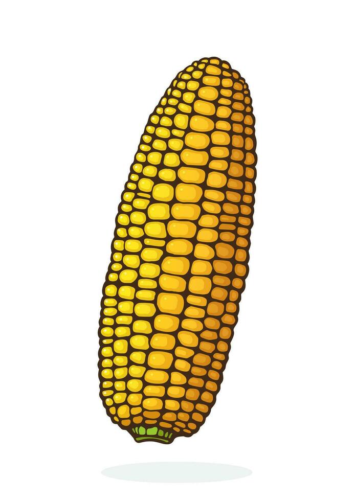Cartoon illustration of corn cob without leaves. Healthy vegetarian food. Ingredient for salad. Decoration for signboards, menus. Sticker with contour. Isolated on white background vector