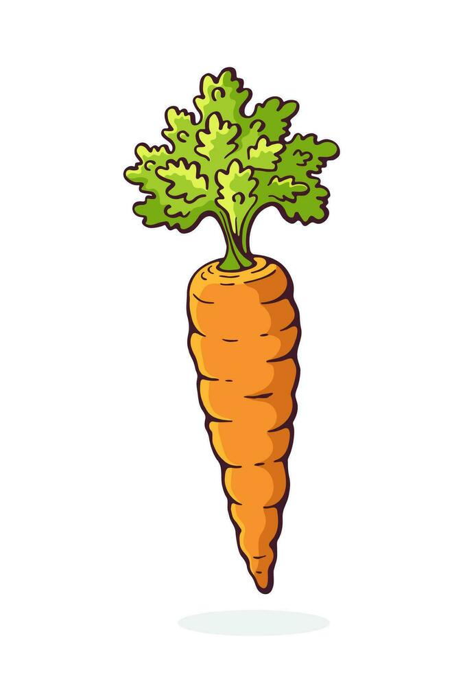 Cartoon illustration of carrot with a stem of green leaves. Healthy vegetarian food. Ingredient for salad vector