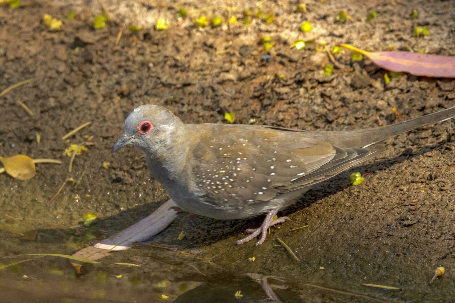 Diamond Dove in Australia photo