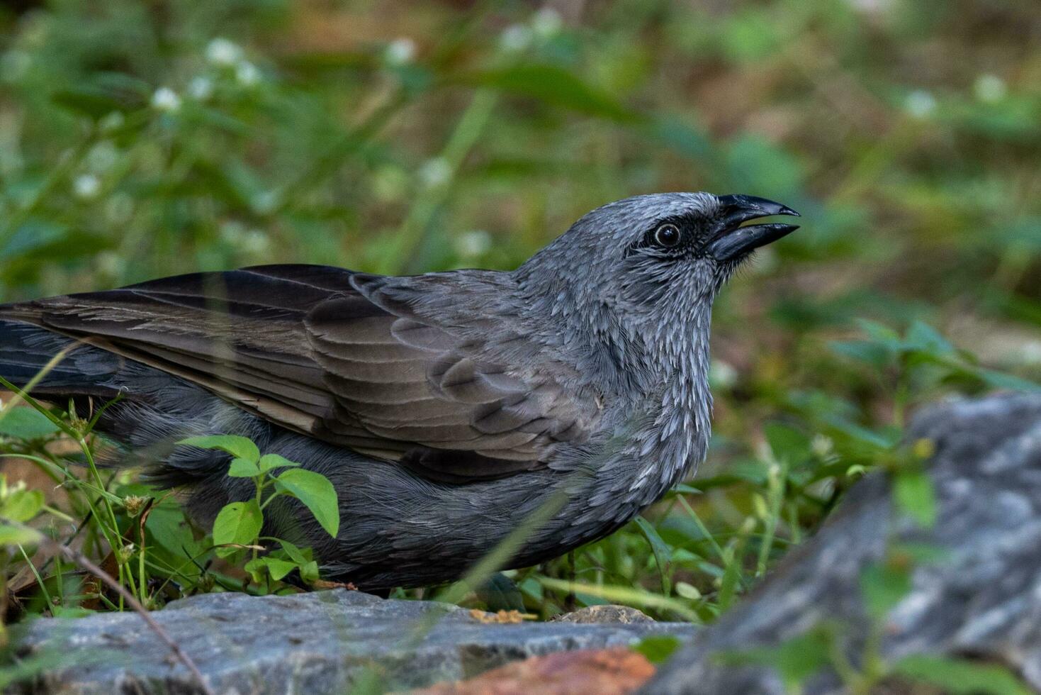 Apostlebird in Australia photo