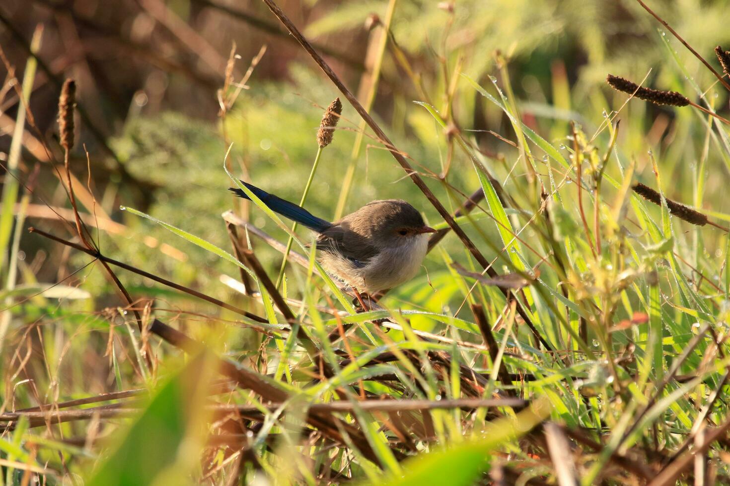 Splendid Fairywren in Australia photo