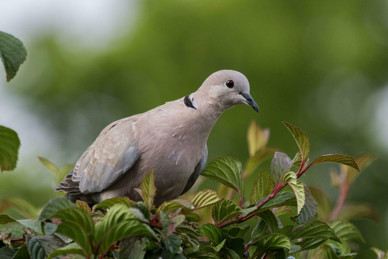 African Collared Dove photo