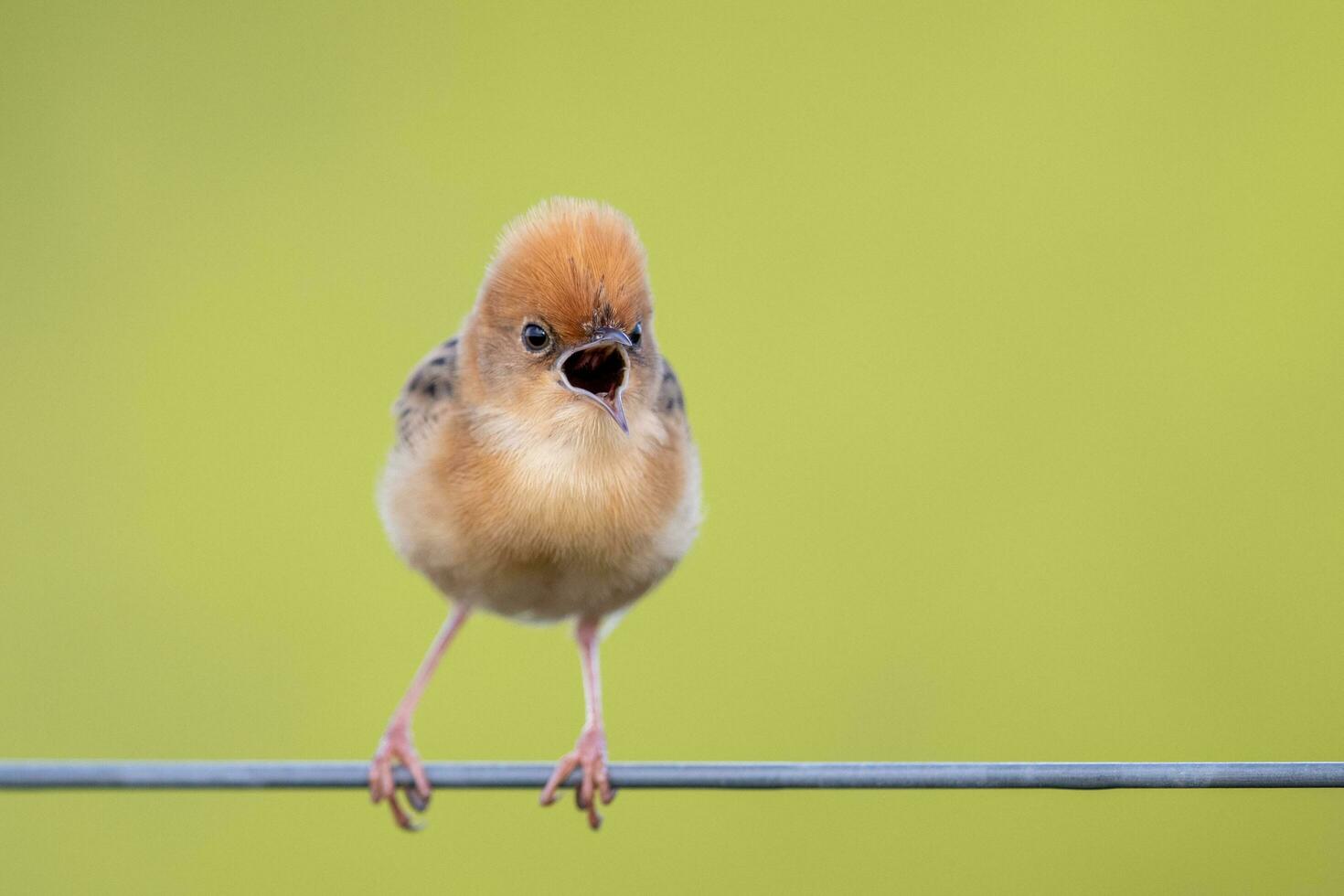 Golden-headed Cisticola in Australia photo