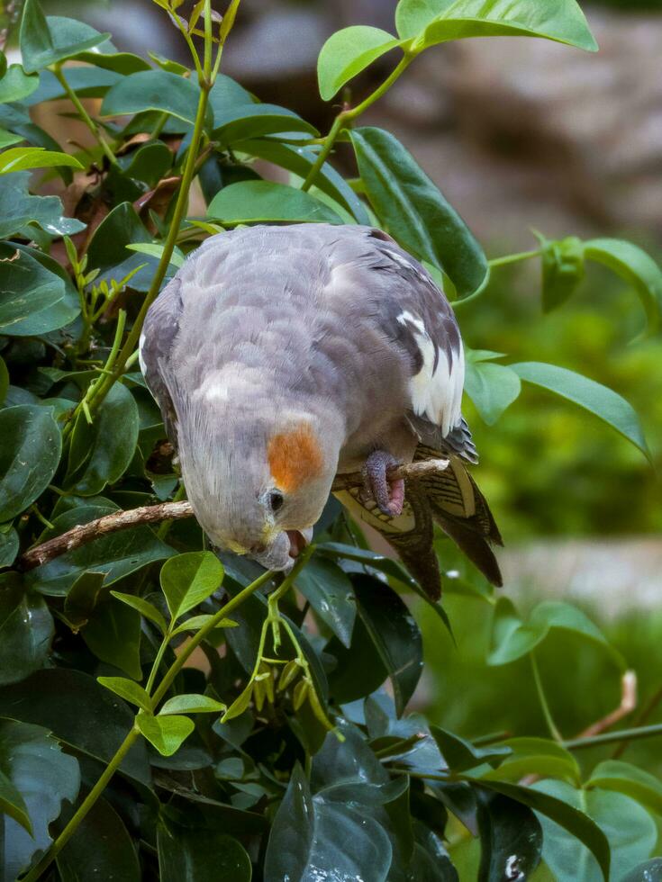 Cockatiel in Australia photo