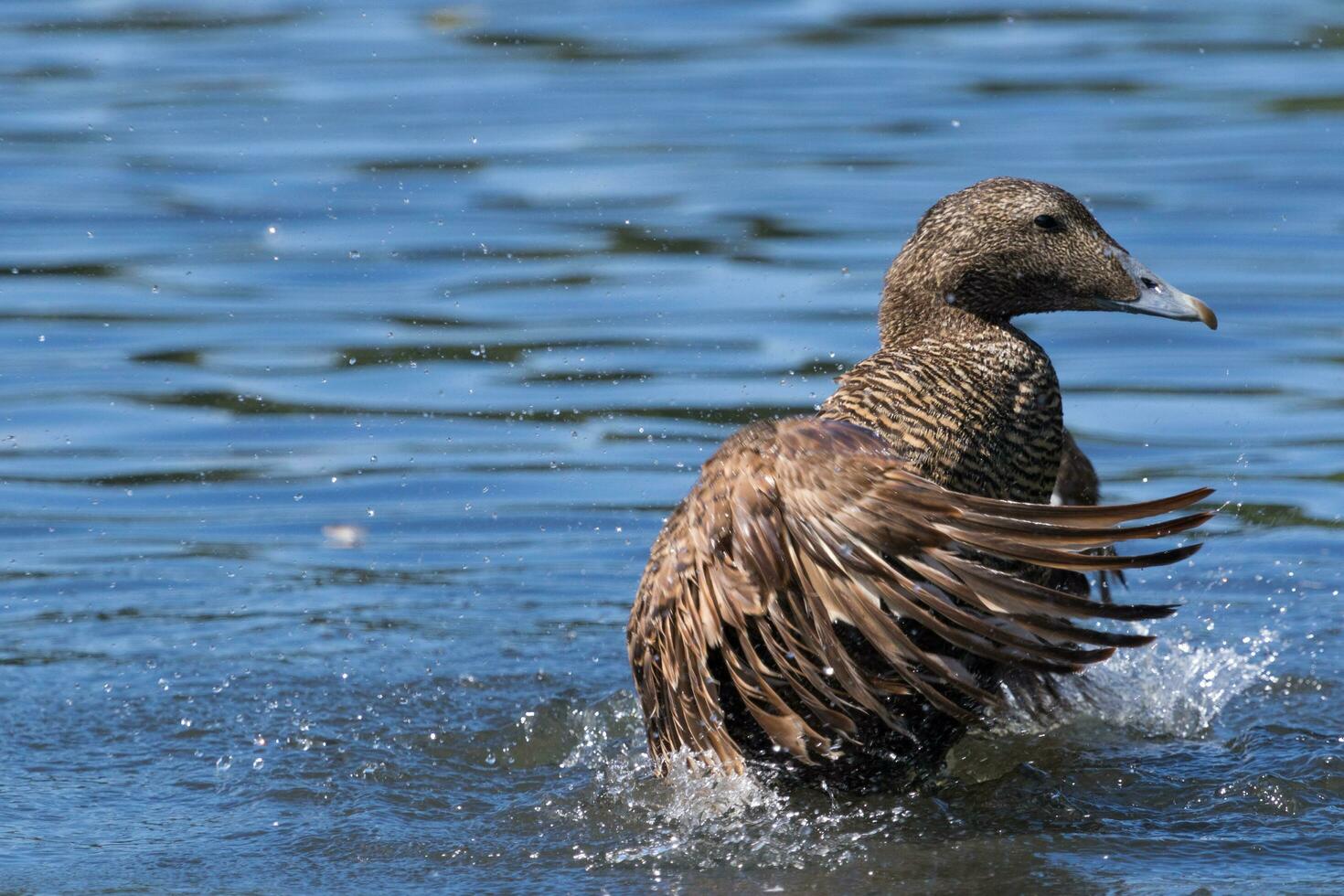 común eider en Inglaterra foto