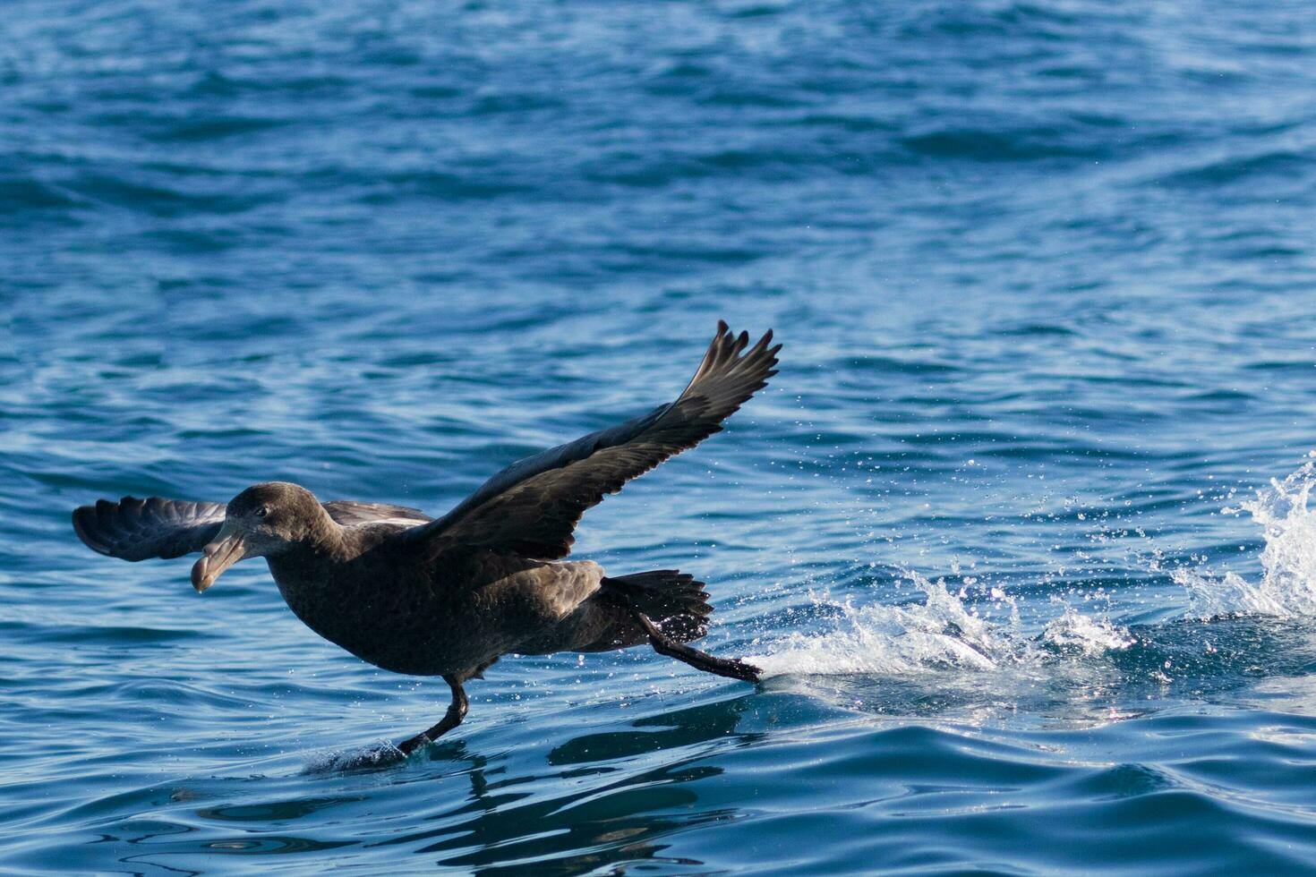 Northern Giant Petrel photo