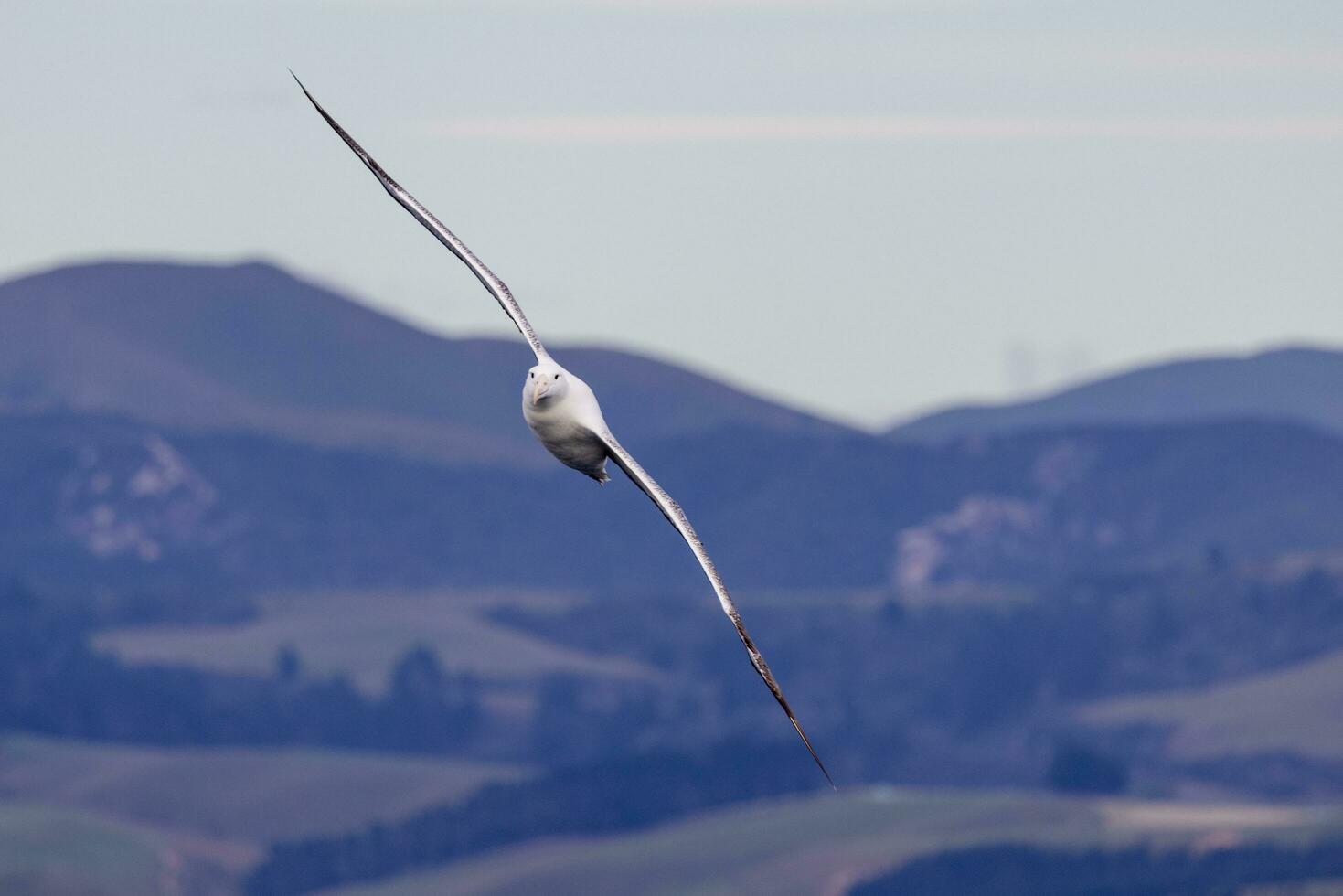 Southern Royal Albatross in Australasia photo