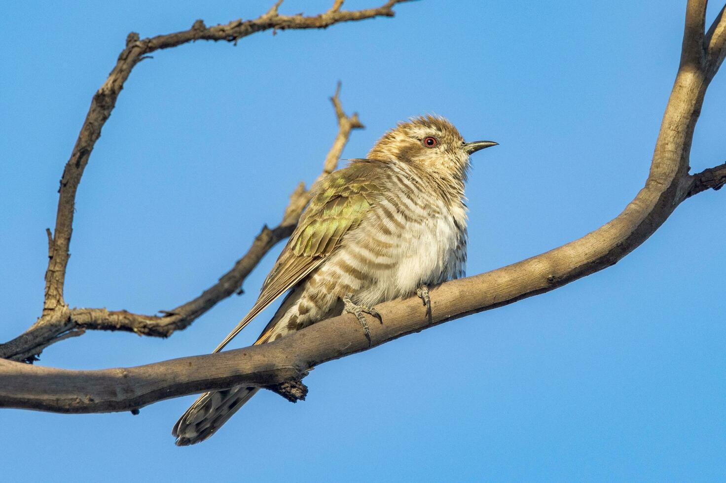 Horsfield's Bronze Cuckoo in Australia photo