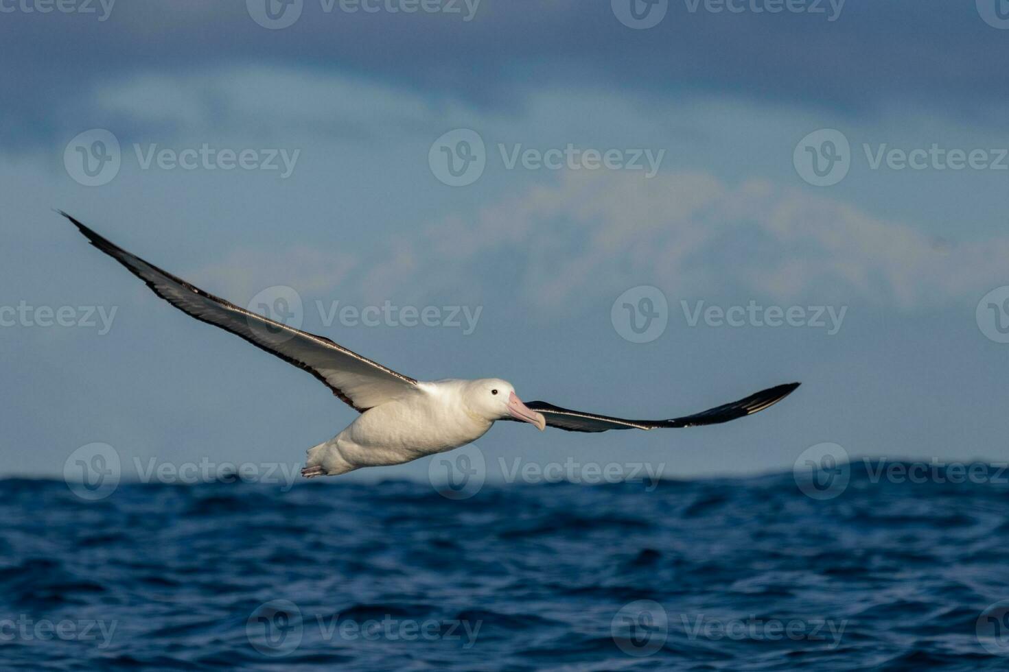 Northern Royal Albatross photo