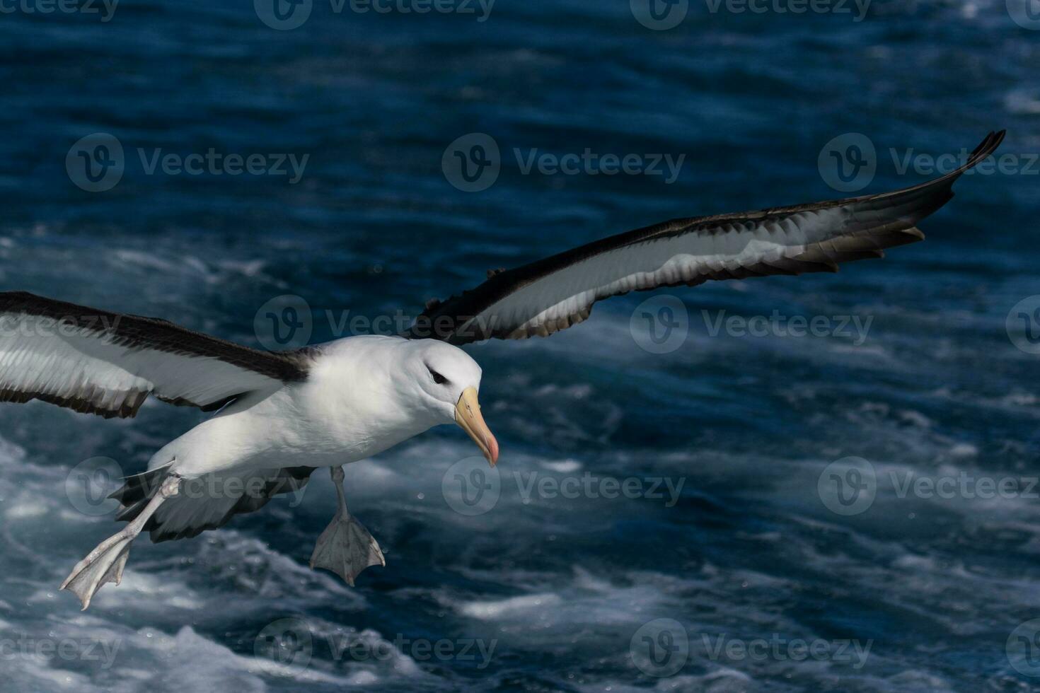 Black-browed Albatross in Australasia photo