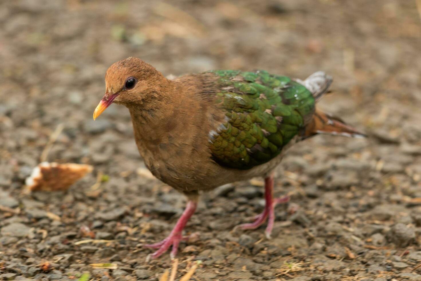 Pacific Emerald Dove photo