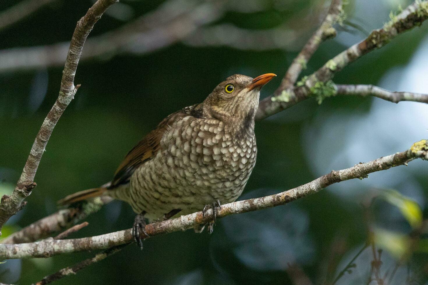 Regent Bowerbird in Australia photo