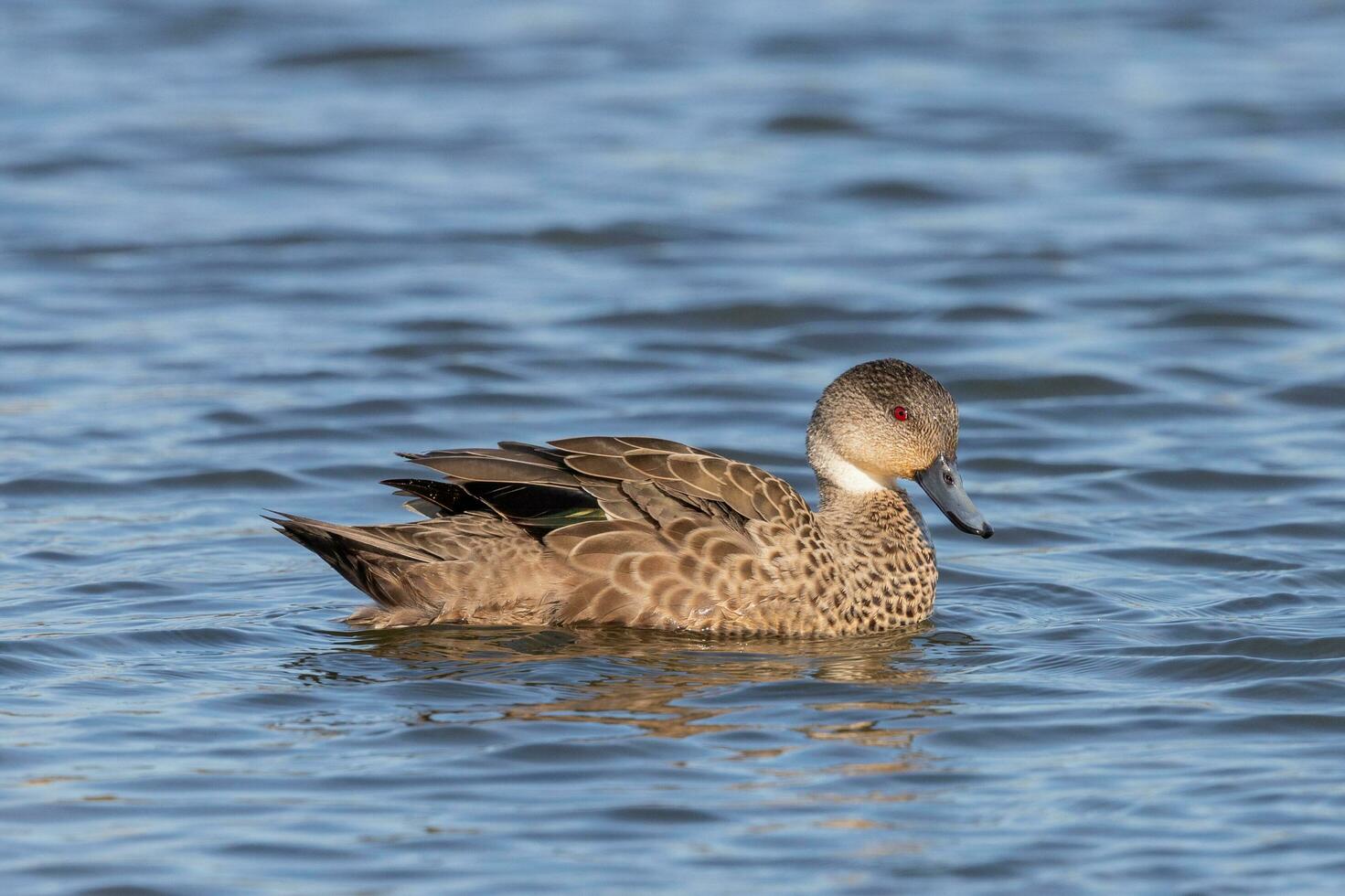 Grey Teal in Australasia photo